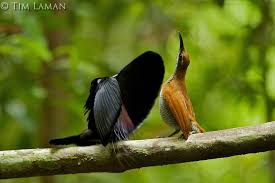 Bird Of Paradise Mating Dance Gif Pin On Animals Birds Page 12