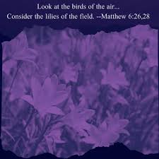 Birds Of The Air And Lilies Of The Field Look At The Birds Of The Air Consider The Lilies Of The Field Matthew 6 26 28 Lent Jesus Worship Kankakeec In 2020 Lilies Of The Field Matthew 6 Matthew 6 26