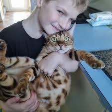 Shimmer Bengal Boutique