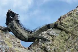 Newly Discovered Black Iguana Species In Caribbean Is Endangered Iguana Melanistic Species