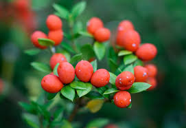 Image result for Alyxia