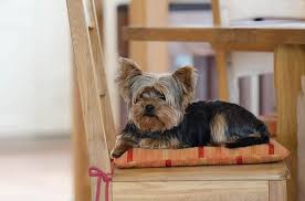 While you may find conflicting information out there, teacup is just a tag given to undersized yorkies. Are Yorkies Smart Here S Why They Re Highly Intelligent Dogs