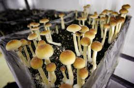 Netherlands Bans Hallucinogenic Mushrooms