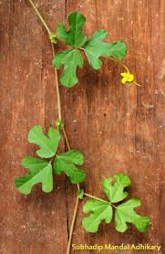 Image result for Dolichos trinervatus