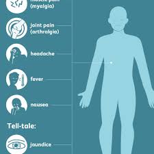 The liver is a vital organ that processes nutrients, filters the blood, and fights infections. Hepatitis Signs Symptoms And Complications