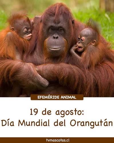Día mundial del Orangután