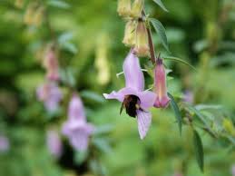 Image result for Ceratotheca sesamoides