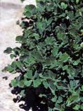 Image result for Marsilea macrocarpa