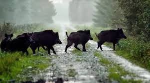 One of the biggest challenges in long term hog hunting and management is to be able to keep hogs in a given area for an extended period of time. How To Get Rid Of Wild Pigs Repel Boar Protect Your Home Yard From Pleistocene Holocene Nexles