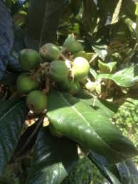 Check spelling or type a new query. What Are The Health Benefits Of Eating Loquat Fruits Dengarden