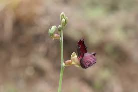 Image result for Macroptilium atropurpureum