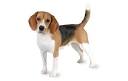 Beagle Dog Breed Information, Pictures, Characteristics ...