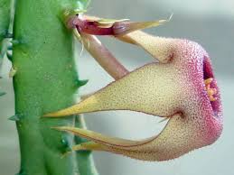 Image result for Huernia procumbens