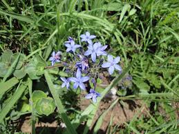 Image result for Otiophora