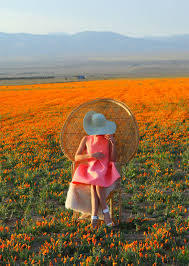 Free flower delivery by top ranked local florist in lancaster, ca! Poppy Fields Kelly Golightly