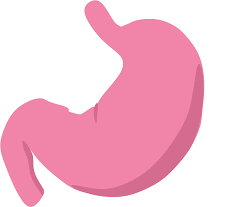 Download Open Stomach Icon Png Image With No Background Pngkey Com Clip arts related to : download open stomach icon png image