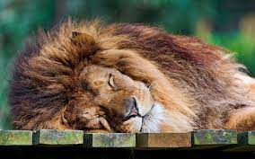 Sleeping Lion Wallpaper Sleeping Lion Animals Lion Images