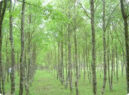 Hitta perfekta agarwood tree bilder och redaktionellt nyhetsbildmaterial hos getty images. Vanadurgi Foundation Reliable Oud Supply Source