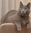 Korat - Price, Personality, Lifespan - Cat Breeds List
