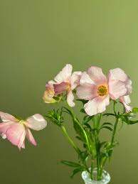 Image result for Ranunculus raeae