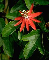Image result for Passiflora vitifolia