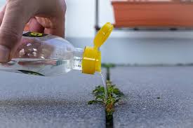 Check spelling or type a new query. Does Vinegar Kill Weeds To The Root Pepper S Home Garden