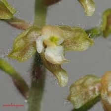 Image result for Microcoelia koehleri