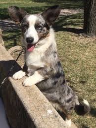 Welsh Corgi Breeder | F&M Corgis ...