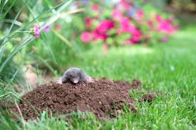 comment chasser naturellement les taupes de votre jardin au jardin d ys