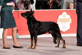 Maybe you would like to learn more about one of these? Beauceron Dog Breed Information