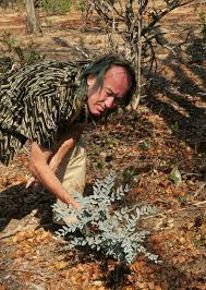 Image result for Cladostemon kirkii