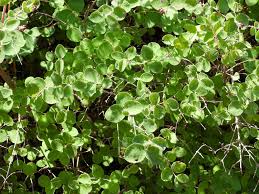 Image result for Fagopyrum snowdenii