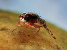 Where Do Fruit Flies Come From