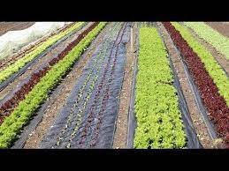 How To Make Landscape Fabric Bed Covers Landscape Fabric Urban Farmer Fabric Bed