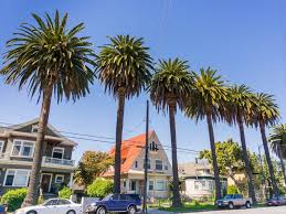 It lies in the santa clara valley along coyote creek and the guadalupe river, about 50 miles (80 km) southeast of san. San Jose Ca What Life Is Really Like In Silicon Valley S Capital