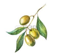Branche Feuille Olivier Banque D Images Vecteurs Et Illustrations Libres De Droits Branche D Arbre Tatouage Dessin Arbre Fruits Aquarelle