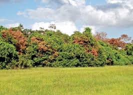 Type of plant (if known): Campers Can Help Protect Redolent Red Bay Tree Fort Myers Florida Weekly