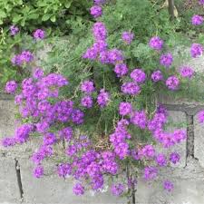Image result for Verbena aristigera