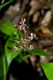 Image result for Liparis deistelii