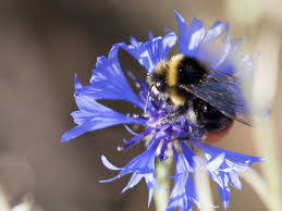 Image result for Bombus lapidarius