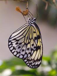 Black And Red Caterpillar Maine Black And White Butterfly Most Beautiful Butterfly White Butterfly Beautiful Butterflies