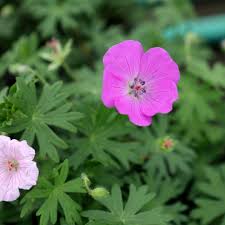 Image result for Geranium sanguineum Max Frei