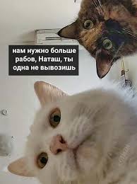 приколы с кошками смешное видео про котов 100 позитив Natash Vstavaj My Vsyo Uronili Otkuda Vzyalis Memy Pro Natashu I Kotov Kotorye Teper Bukv V 2020 G Memy Veselye Memy Smeshnye Shutki