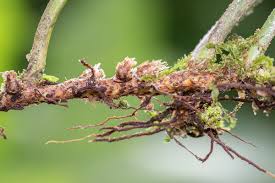 Image result for Pyrrosia rhodesiana