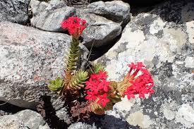 Image result for Crassula maputensis