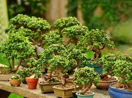 Perfect for your indoor garden! How To Propagate An Elephant Bush World Of Succulents