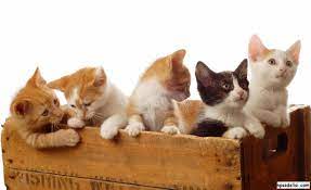 kedi resimleri kediler ve yavrulari evcil hayvanlar komik kedi resimleri