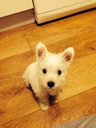 Westie rescue is made possible by independent. Finn West Highland Terrier West Highland Terrier Scottie Dog Westies