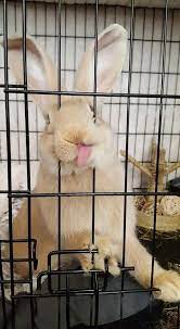 I M Tasting The Air It S Delicious Air Also Has Zero Calories Rabbit Rabbits Bunny Bunnies Pet Bunny Cute Baby Animals Cute Animals