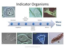 Wastewater Training Wastewater Microbiology